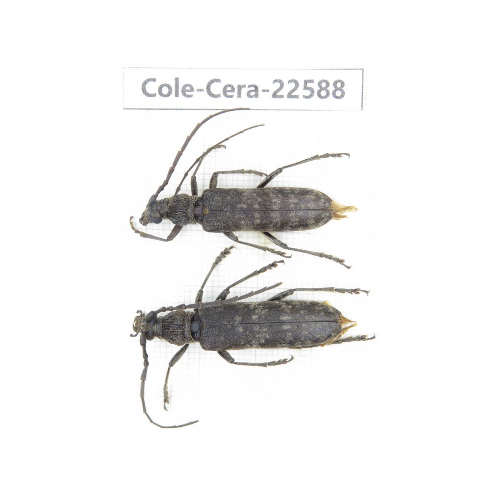 Cerambycidae sp. China, Guizhou, Bijie, Jinsha county. 1P. Cole-Cera-22588.