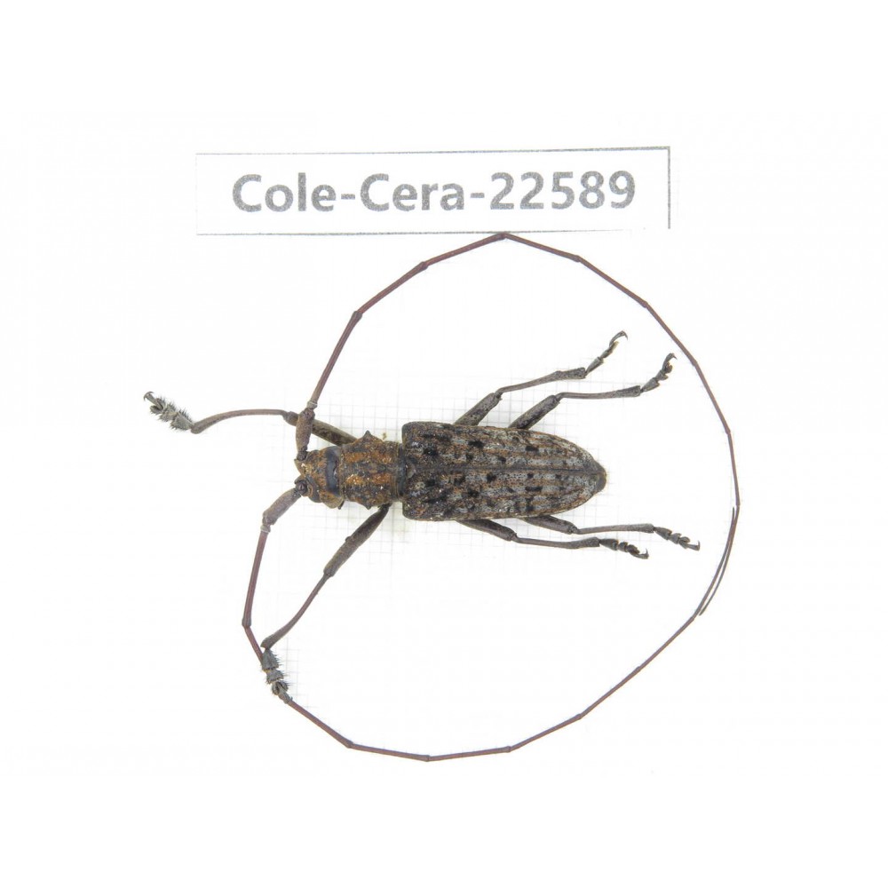 Cerambycidae sp. China, Guizhou, Bijie, Jinsha county. 1Pcs. Cole-Cera-22589.