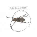 Cerambycidae sp. China, Guizhou, Bijie, Jinsha county. 1Pcs. Cole-Cera-22589.