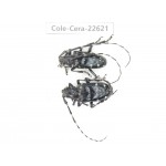 Cerambycidae sp. China, Yunnan, Chuxiong, Shuangbai county (N Mt.Ailaoshan.)2Pcs. Cole-Cera-22621.