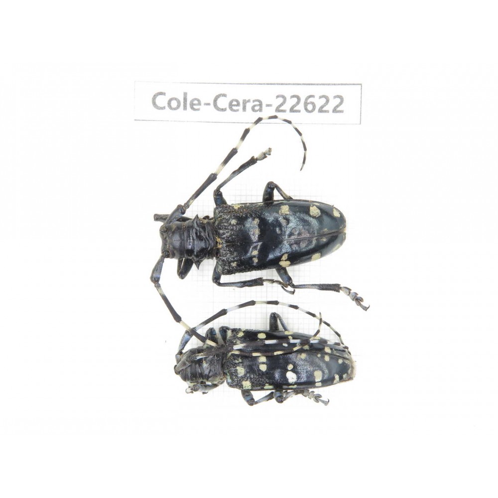 Cerambycidae sp. China, Yunnan, Chuxiong, Shuangbai county (N Mt.Ailaoshan.)2Pcs. Cole-Cera-22622.
