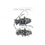 Cerambycidae sp. China, Yunnan, Chuxiong, Shuangbai county (N Mt.Ailaoshan.)2Pcs. Cole-Cera-22622.