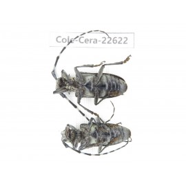 Cerambycidae sp. China, Yunnan, Chuxiong, Shuangbai county (N Mt.Ailaoshan.)2Pcs. Cole-Cera-22622.