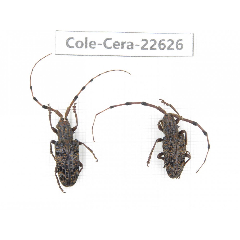 Cerambycidae sp. China, Yunnan, Chuxiong, Shuangbai county (N Mt.Ailaoshan.)2Pcs. Cole-Cera-22626.
