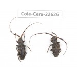 Cerambycidae sp. China, Yunnan, Chuxiong, Shuangbai county (N Mt.Ailaoshan.)2Pcs. Cole-Cera-22626.