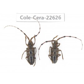 Cerambycidae sp. China, Yunnan, Chuxiong, Shuangbai county (N Mt.Ailaoshan.)2Pcs. Cole-Cera-22626.