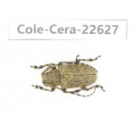 Cerambycidae sp. China, Yunnan, Dehong, Longchuan county. 1Pcs. Cole-Cera-22627.