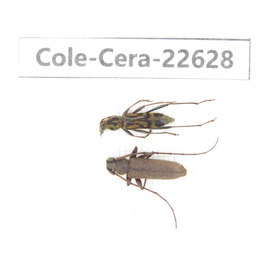 Cerambycidae sp. China, Yunnan, Dehong, Longchuan county. 2Pcs. Cole-Cera-22628.