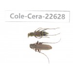 Cerambycidae sp. China, Yunnan, Dehong, Longchuan county. 2Pcs. Cole-Cera-22628.
