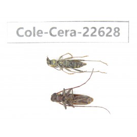 Cerambycidae sp. China, Yunnan, Dehong, Longchuan county. 2Pcs. Cole-Cera-22628.