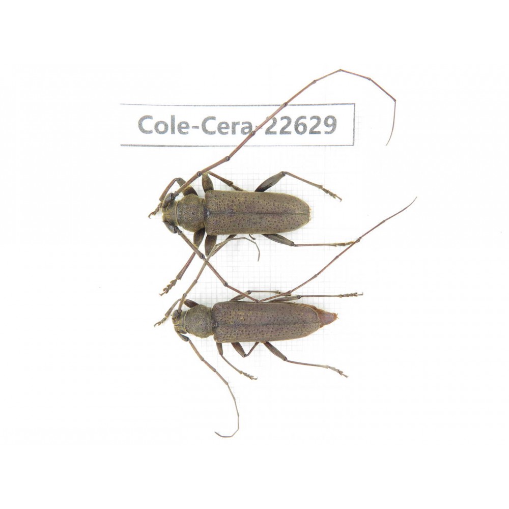 Cerambycidae sp. China, Yunnan, Dehong, Longchuan county. 2Pcs. Cole-Cera-22629.