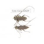 Cerambycidae sp. China, Yunnan, Dehong, Longchuan county. 2Pcs. Cole-Cera-22629.