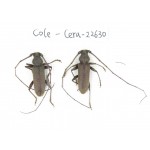Cerambycidae sp. China, Yunnan, Dehong, Longchuan county. 2Pcs. Cole-Cera-22630.