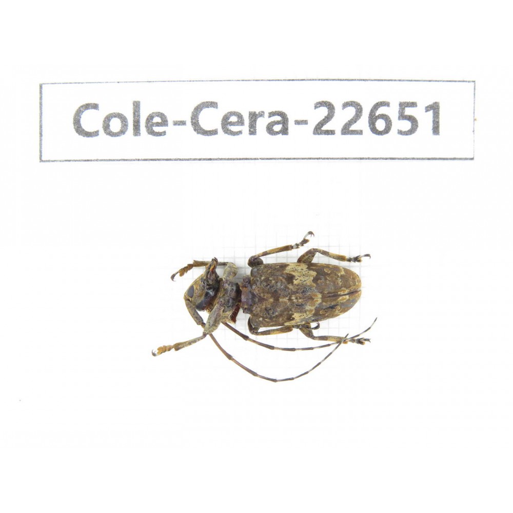Cerambycidae sp. China, Yunnan, Dehong, Longchuan county. 1Pcs. Cole-Cera-22651.