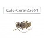 Cerambycidae sp. China, Yunnan, Dehong, Longchuan county. 1Pcs. Cole-Cera-22651.