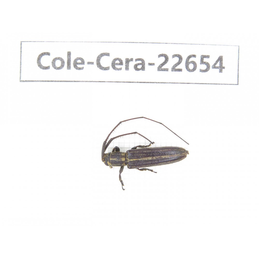 Cerambycidae sp. China, Yunnan, Dehong, Longchuan county. 1Pcs. Cole-Cera-22654.