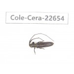Cerambycidae sp. China, Yunnan, Dehong, Longchuan county. 1Pcs. Cole-Cera-22654.