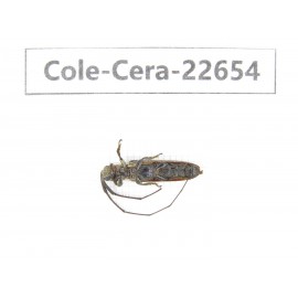 Cerambycidae sp. China, Yunnan, Dehong, Longchuan county. 1Pcs. Cole-Cera-22654.