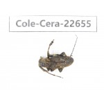 Cerambycidae sp. China, Yunnan, Dehong, Longchuan county. 1Pcs. Cole-Cera-22655.