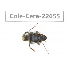 Cerambycidae sp. China, Yunnan, Dehong, Longchuan county. 1Pcs. Cole-Cera-22655.