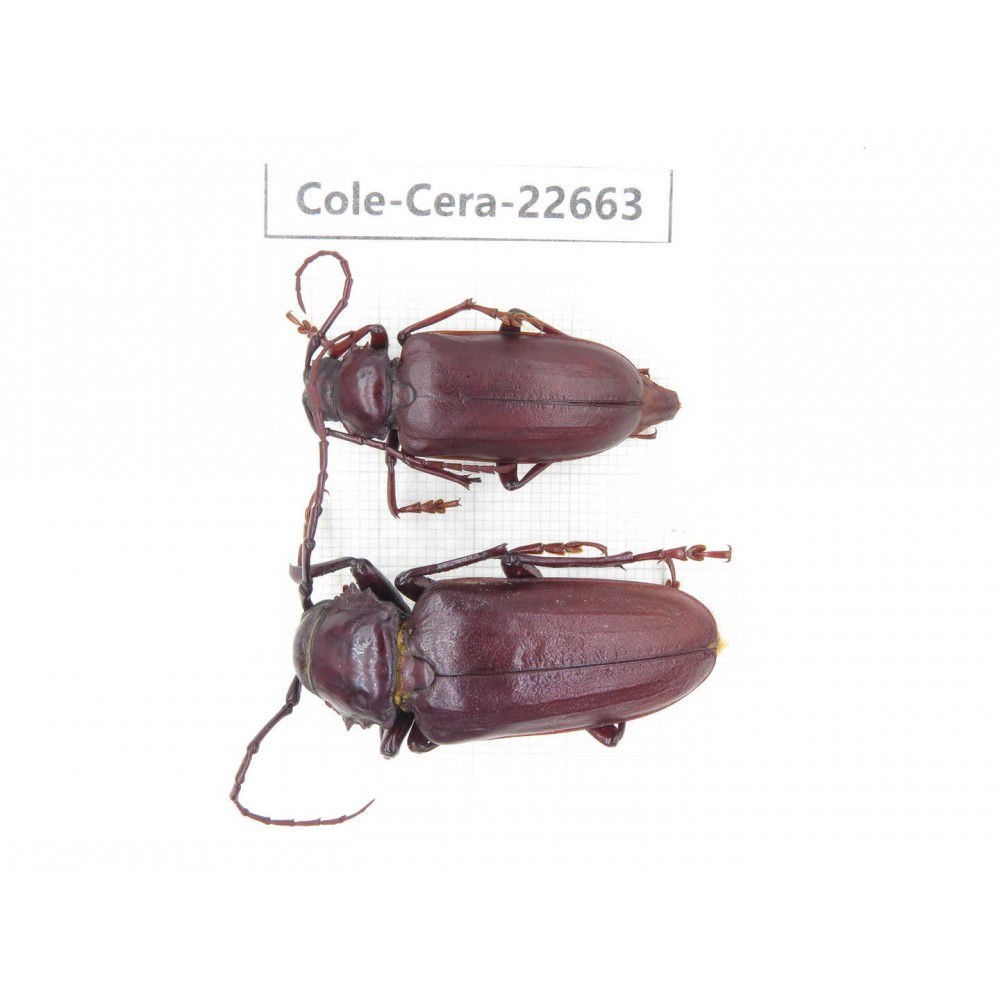 Cerambycidae sp. China, Yunnan, Dehong, Longchuan county. 1P. Cole-Cera-22663.