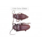 Cerambycidae sp. China, Yunnan, Dehong, Longchuan county. 1P. Cole-Cera-22663.