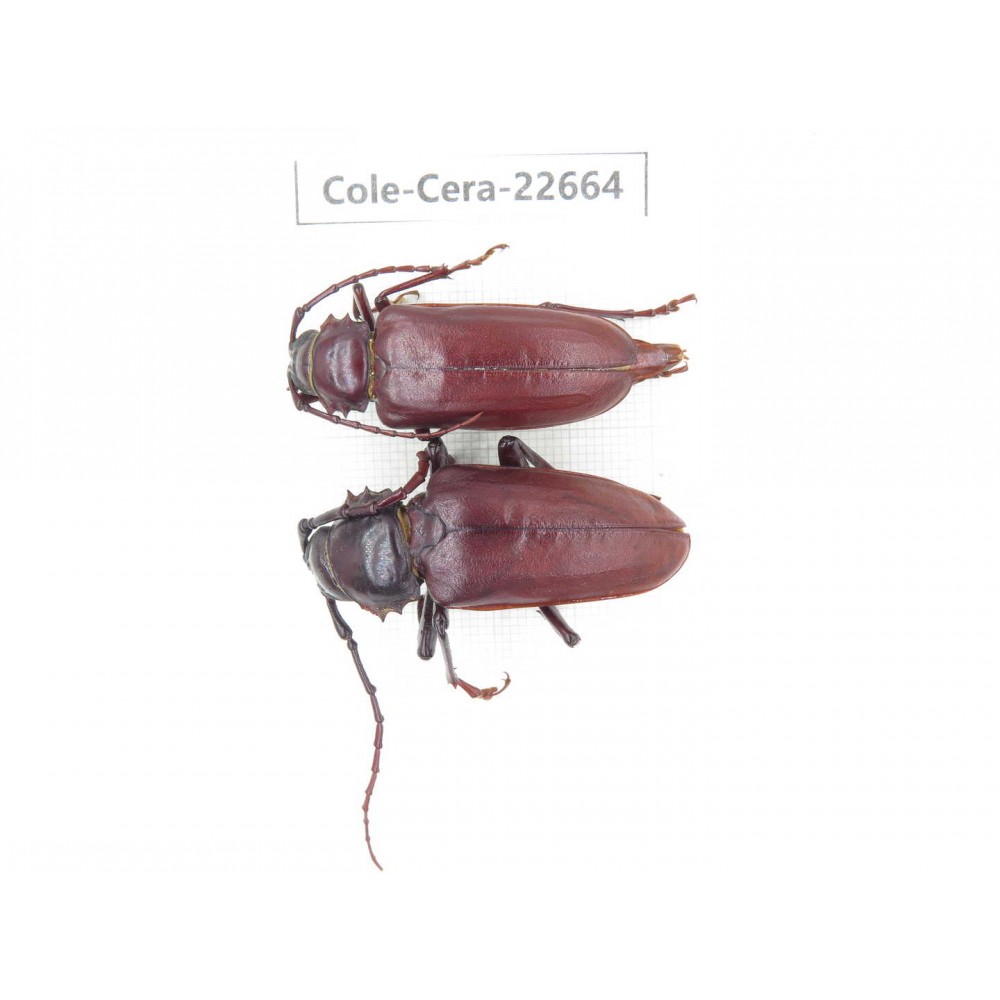 Cerambycidae sp. China, Yunnan, Dehong, Longchuan county. 1P. Cole-Cera-22664.