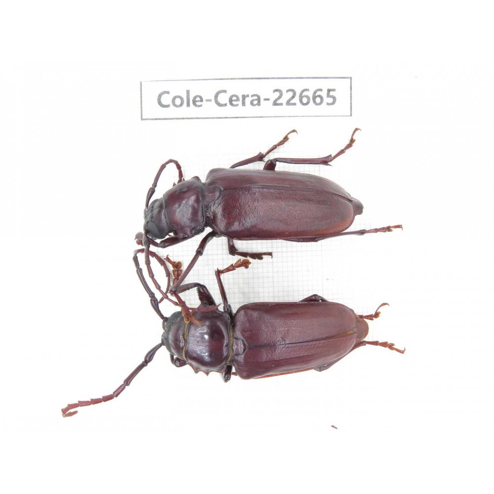 Cerambycidae sp. China, Yunnan, Dehong, Longchuan county. 1P. Cole-Cera-22665.