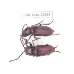 Cerambycidae sp. China, Yunnan, Dehong, Longchuan county. 1P. Cole-Cera-22665.