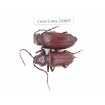 Cerambycidae sp. China, Yunnan, Dehong, Longchuan county. 1P. Cole-Cera-22667.