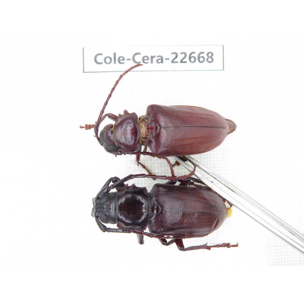 Cerambycidae sp. China, Yunnan, Dehong, Longchuan county. 1P. Cole-Cera-22668.