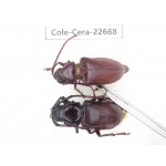 Cerambycidae sp. China, Yunnan, Dehong, Longchuan county. 1P. Cole-Cera-22668.