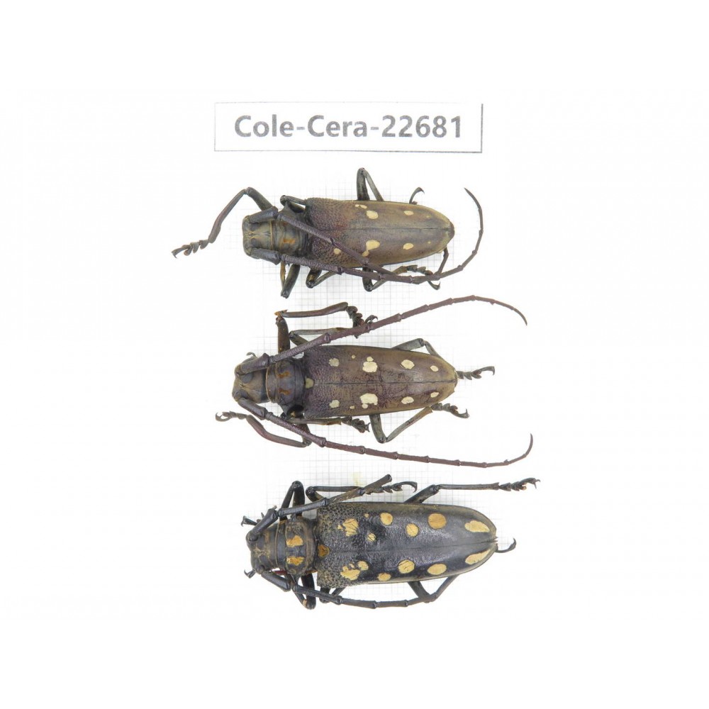 Cerambycidae sp. China, Yunnan, Dehong, Longchuan county. 3Pcs. Cole-Cera-22681.