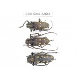 Cerambycidae sp. China, Yunnan, Dehong, Longchuan county. 3Pcs. Cole-Cera-22681.
