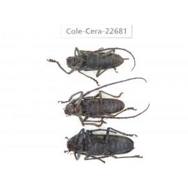 Cerambycidae sp. China, Yunnan, Dehong, Longchuan county. 3Pcs. Cole-Cera-22681.