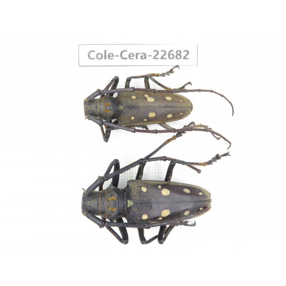 Cerambycidae sp. China, Yunnan, Dehong, Longchuan county. 2Pcs. Cole-Cera-22682.