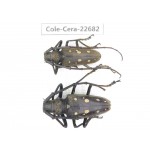 Cerambycidae sp. China, Yunnan, Dehong, Longchuan county. 2Pcs. Cole-Cera-22682.