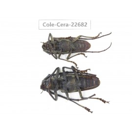 Cerambycidae sp. China, Yunnan, Dehong, Longchuan county. 2Pcs. Cole-Cera-22682.