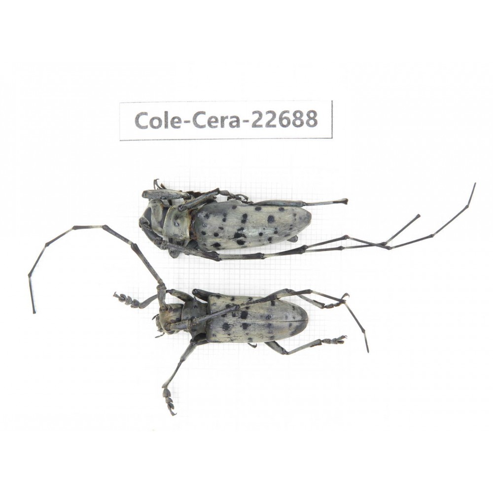 Cerambycidae sp. China, Yunnan, Dehong, Longchuan county. 2Pcs. Cole-Cera-22688.