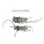Cerambycidae sp. China, Yunnan, Dehong, Longchuan county. 2Pcs. Cole-Cera-22688.