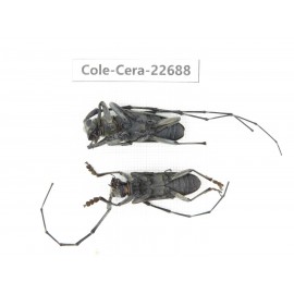 Cerambycidae sp. China, Yunnan, Dehong, Longchuan county. 2Pcs. Cole-Cera-22688.