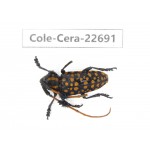 Cerambycidae sp. China, Yunnan, Dehong, Longchuan county. 1Pcs. Cole-Cera-22691.