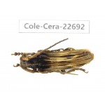 Cerambycidae sp. China, Yunnan, Dehong, Longchuan county. 1Pcs. Cole-Cera-22692.