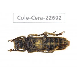 Cerambycidae sp. China, Yunnan, Dehong, Longchuan county. 1Pcs. Cole-Cera-22692.