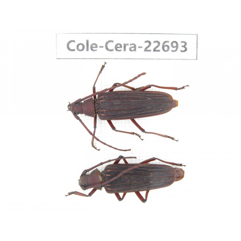Cerambycidae sp. China, Yunnan, Dehong, Longchuan county. 2Pcs. Cole-Cera-22693.