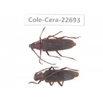 Cerambycidae sp. China, Yunnan, Dehong, Longchuan county. 2Pcs. Cole-Cera-22693.
