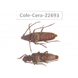 Cerambycidae sp. China, Yunnan, Dehong, Longchuan county. 2Pcs. Cole-Cera-22693.