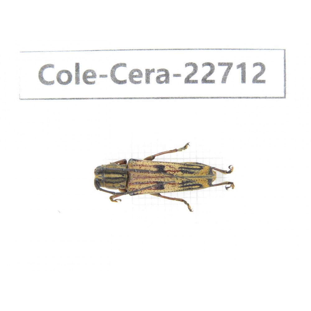 Cerambycidae sp. China, Yunnan, Dehong, Longchuan county. 1Pcs. Cole-Cera-22712.