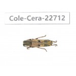 Cerambycidae sp. China, Yunnan, Dehong, Longchuan county. 1Pcs. Cole-Cera-22712.