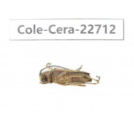 Cerambycidae sp. China, Yunnan, Dehong, Longchuan county. 1Pcs. Cole-Cera-22712.
